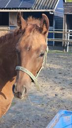 Merrieveulen Next Romancier  Uphill Flemmingh, Dieren en Toebehoren, Paarden, Merrie, Dressuurpaard, 0 tot 2 jaar