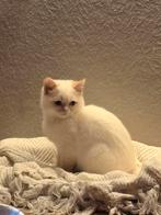 Kat, Dieren en Toebehoren, Katten en Kittens | Overige Katten, Kater