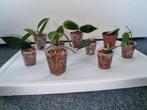 Hoya pakket 10x voor €15, Ophalen of Verzenden, Halfschaduw, Minder dan 100 cm