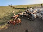 Te koop 8 bonte ooilammeren, Dieren en Toebehoren, Schapen, Geiten en Varkens, Vrouwelijk, Schaap, 0 tot 2 jaar