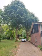 Eikenhout beukenhout haardhout, Ophalen, Blokken