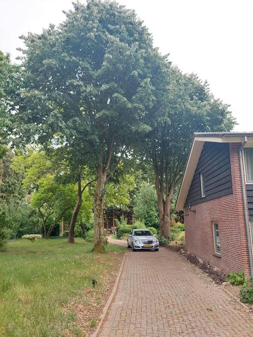 Eikenhout beukenhout haardhout, Tuin en Terras, Haardhout, Blokken, Ophalen