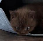 britsekorthaar kitten 100% raszuiver, Dieren en Toebehoren, Ontwormd, 0 tot 2 jaar, Poes