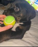 Zeer lieve pitbull x rottweiler pup, Dieren en Toebehoren, 15 weken tot 1 jaar, Reu, Groot, Eén hond