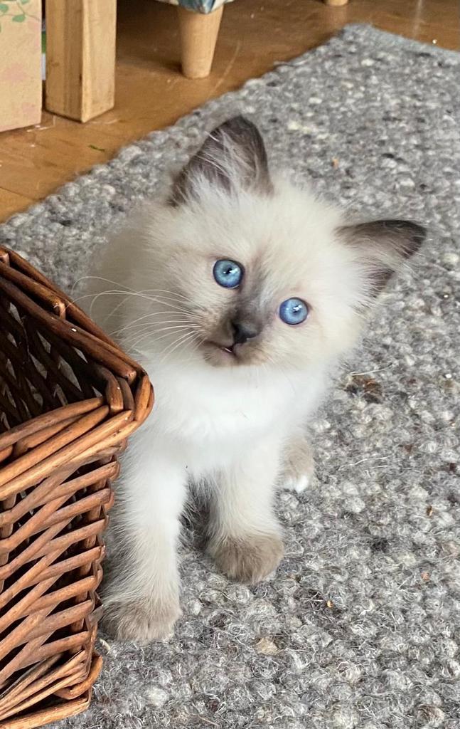 Kittens Ragdoll/Siamees, Dieren en Toebehoren, Katten en Kittens | Raskatten | Langhaar, Meerdere dieren, 0 tot 2 jaar, Gechipt