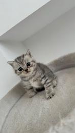 Britse Korthaar, Dieren en Toebehoren, Katten en Kittens | Raskatten | Korthaar, Meerdere dieren, Ontwormd, 0 tot 2 jaar