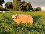 Stamboek Texelaar ramlammeren ( dekram ramlam ram dekbok ), Dieren en Toebehoren, Mannelijk, Schaap, 0 tot 2 jaar