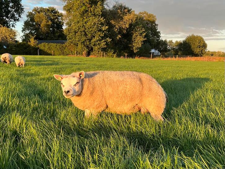Stamboek Texelaar ramlammeren ( dekram ramlam ram dekbok ), Dieren en Toebehoren, Schapen, Geiten en Varkens, Schaap, Mannelijk