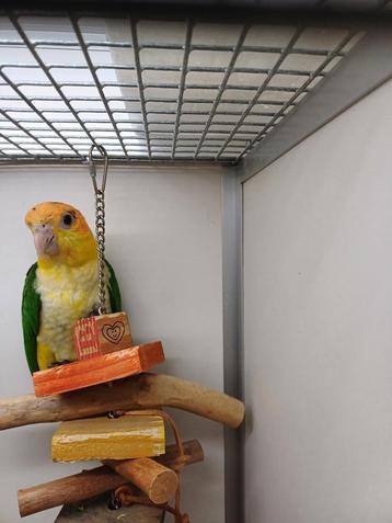 witbuikcaique beschikbaar voor biedingen