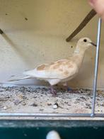 Lachduif doffer, Dieren en Toebehoren, Mannelijk, Tropenvogel, Geringd
