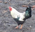 Kippenopvang zoekt mooie plek voor jonge krielhaan!, Dieren en Toebehoren, Pluimvee, Mannelijk, Kip