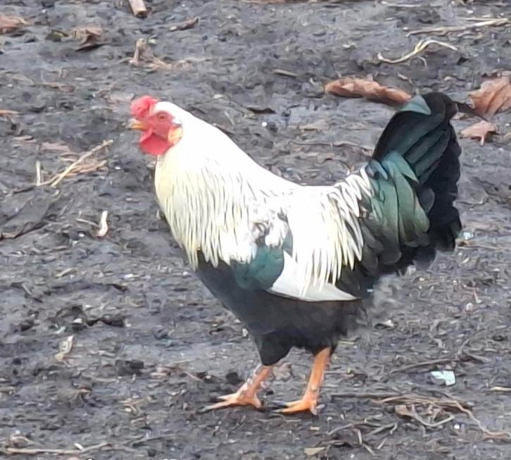 Kippenopvang zoekt mooie plek voor jonge krielhaan!, Dieren en Toebehoren, Pluimvee, Kip, Mannelijk
