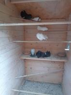 Pauwstaart duiven., Meerdere dieren, Overige soorten