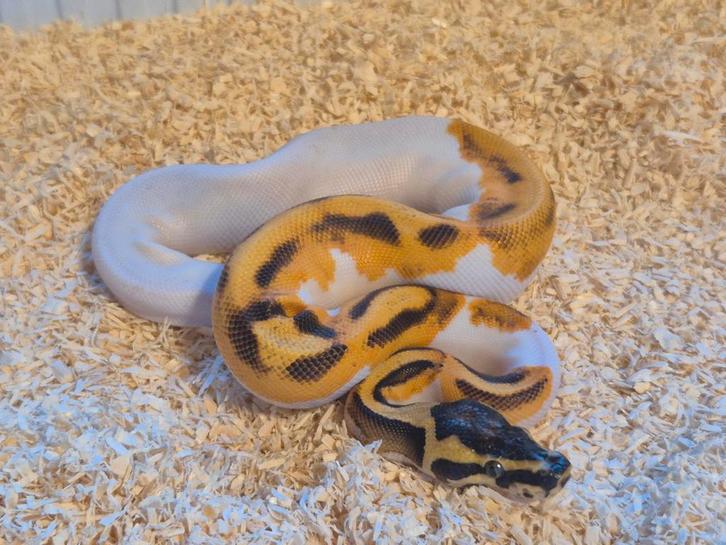 Python regius 1.0 enchi super od piebald