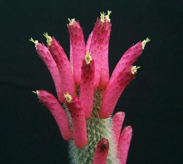 cactus rattenstaart Monkey Tail Cleistocactus vulpis-cauda beschikbaar voor biedingen
