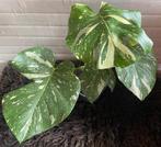 Monstera Thai Constellation #1, Overige soorten, Minder dan 100 cm, Groene kamerplant, Halfschaduw