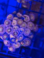 Zoa koraal voor het zeeaquarium AANBIEDING!!!!, Dieren en Toebehoren, Vissen | Aquariumvissen, Overige typen