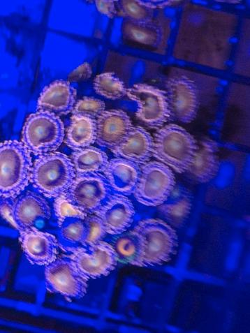 Zoa koraal voor het zeeaquarium AANBIEDING!!!! beschikbaar voor biedingen
