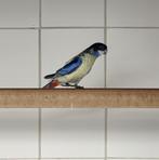 Gevraagd: 0-1 Brown Rosella, Dieren en Toebehoren, Vogels | Parkieten en Papegaaien, Vrouwelijk, Parkiet, Geringd