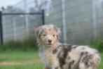 Australische herder pups , Aussi pup, België, 8 tot 15 weken, Meerdere, Meerdere dieren