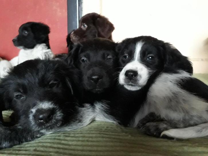 Prachtige Friese Stabij kruising pups., Dieren en Toebehoren, Honden | Retrievers, Spaniëls en Waterhonden, Meerdere dieren, Overige rassen