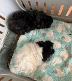 Cavia Lunkarya, Dieren en Toebehoren, Knaagdieren, Cavia, Mannelijk, Tam, September