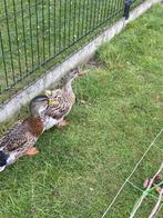 Koppel wilde eend, Dieren en Toebehoren, Pluimvee, Meerdere dieren, Eend