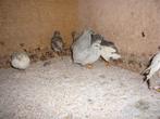 Chinese dwerg kwartels te koop.9stuk, Meerdere dieren, Tropenvogel