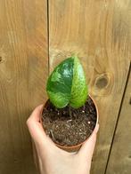 Monstera deliciosa variegata plant jungle mint large form, Huis en Inrichting, Ophalen of Verzenden, Halfschaduw, Minder dan 100 cm