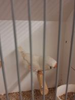 5 mooie zebravinken mannen zie foto's, Dieren en Toebehoren, Vogels | Kanaries, Mannelijk, Kleurkanarie