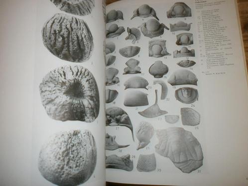 fossielen cambrium ordovicium siluur determinatieplaten, Verzamelen, Mineralen en Fossielen, Fossiel, Ophalen of Verzenden