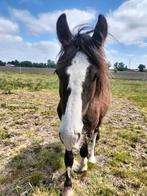Lieve mooie jaarling Tinker hengst, Gechipt, Minder dan 160 cm, Niet van toepassing, 0 tot 2 jaar