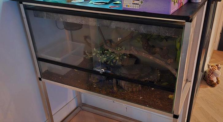 Ingerichte terrarium met ball python ( Python Regius), Dieren en Toebehoren, Reptielen en Amfibieën | Toebehoren, Zo goed als nieuw