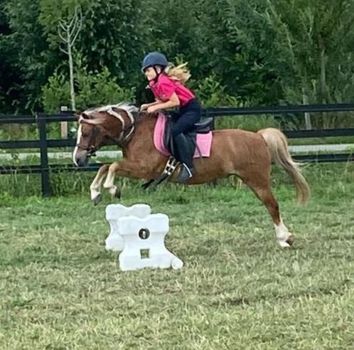 Verzorg pony gezocht, Dieren en Toebehoren, Paarden en Pony's | Verzorgingsproducten, Ophalen of Verzenden