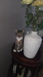 Lieve kittens, Dieren en Toebehoren, Meerdere dieren