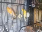 Kanaries  vogels, Dieren en Toebehoren, Vogels | Kanaries, Meerdere dieren, Kleurkanarie