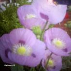 Papaver/Klaproos Bloemzaad - Prachtige Bloemen!, Ophalen of Verzenden, Overige soorten, Volle zon