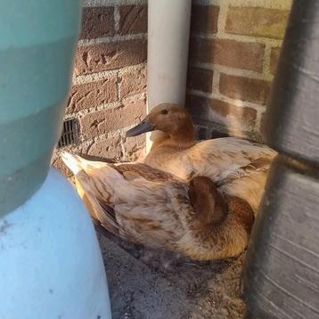 Gezocht Woerd (hand)tam beschikbaar voor biedingen