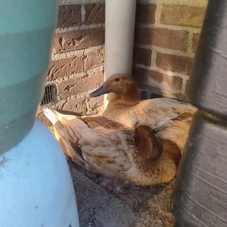 Gezocht Woerd (hand)tam, Dieren en Toebehoren, Pluimvee, Eend, Mannelijk