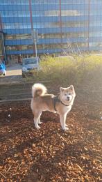 Prachtige Japanse Akita Inu te koop zie beschr., Dieren en Toebehoren, 6 jaar of ouder, Particulier, Keeshond, Reu
