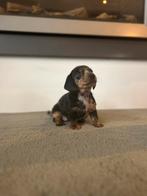 Lieve Teckel pups, 8 tot 15 weken, Korthaar, Meerdere, Meerdere dieren