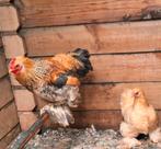 Trio cochin kriel 2025, Dieren en Toebehoren, Pluimvee, Meerdere dieren, Kip