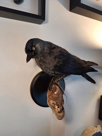Kauw op hout voor aan de muur beschikbaar voor biedingen