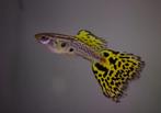 Cobra guppy cobra guppen te koop, Dieren en Toebehoren, Vissen | Aquariumvissen, Vis