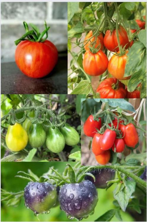 Tomaten zaden diverse soorten, Tuin en Terras, Bloembollen en Zaden, Zaad, Verzenden