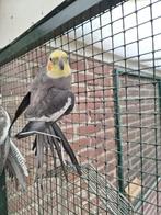 Valkparkiet 9 weken, Dieren en Toebehoren, Vogels | Parkieten en Papegaaien, Mannelijk, Parkiet