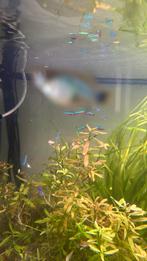 Kardinaaltetras Let op groot 3,5 cm, Dieren en Toebehoren, Vissen | Aquariumvissen, Vis