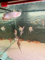 Superred Asian arowana 30cm, Verzenden, Plant(en), Steen of Hout