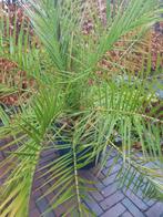 Palm, Ophalen, Overige soorten, Volle zon