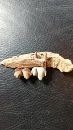 Onderkaak fragment met tanden, Ophalen of Verzenden